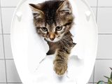 Decohandy Klozet Etiketi Stray Cat