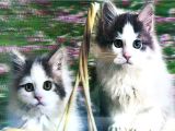 5D Elmas Boyama Kedi Tablosu