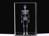 3D Kristal İnsan İskeleti Modeli