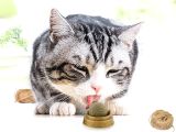 Kedi Otu Oyun Topu 