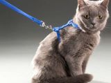 Kedi Boyun ve Göğüs Tasması