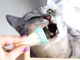 DONDURMA ŞEKLİNDE KEDİ NANESİ KEDİ OTU