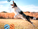 Mama Hazneli Köpek Eğitim Ve Oyun Topu