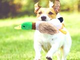 Sesli Ördek Şekilli Peluş Köpek Oyuncağı